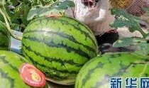 校园爆料网吃瓜最新消息2023,吃瓜最新消息大揭秘！