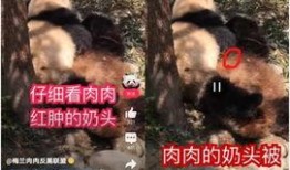 熊猫前线最新爆料文章,最新爆料文章深度解读